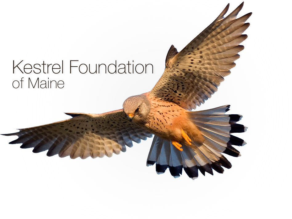 The Kestrel Foundation